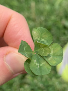 6 leaf clover