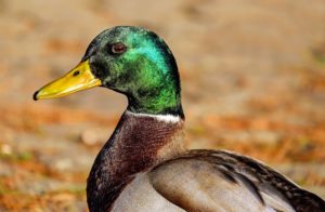 duck test market